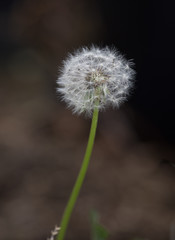 dandelion seed head