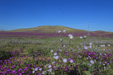 Obraz premium Desierto Florido Chile