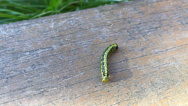 Eine Raupe des Buchsbaumz&uuml;nsler auf einem Brett. Er ist ein ostasiatischer Kleinschmetterling und sch&auml;dlich f&uuml;r Buchsb&auml;ume.
