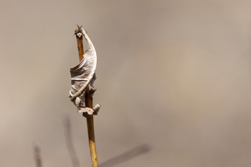 A dead leaf at the beginning of spring