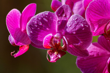 Obraz na płótnie Canvas Orchid close-up