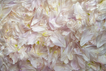 Pink tulip petals. Valentines day background. Flat lay, top view