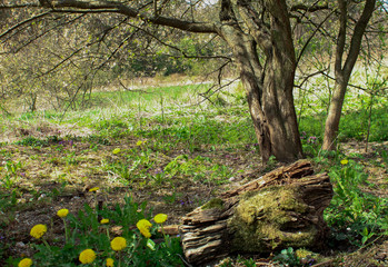 Stary pień porośnięty mchem z drzewami w tle © WS9920