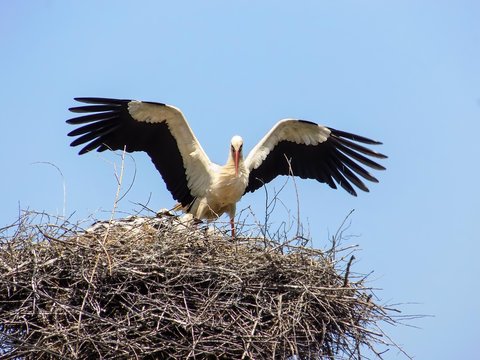 The stork spread wings above the nest with its small chicks - Powered by Adobe