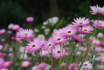 Pink Aster blossoms in a meadow
