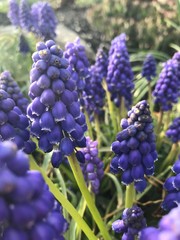 blue grape hyacinth