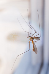 
Mosquito centipede long legs - the genus Tipulidae. Big mosquito insect caramore