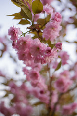Flowering almonds three-bladed. Tree branches with pink flowers