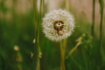 
Dandelion grows in the field. Aerial flower