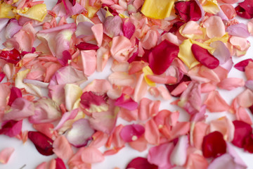 background texture of rose petals