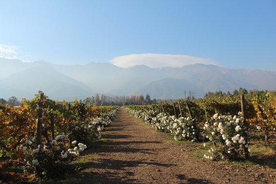 Cordillera entre las parras