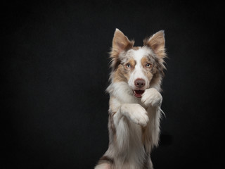 the dog waves paws. Funny border collie on a black background in the studio