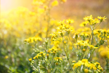 Yellow wildflowers in the sunlight closeup