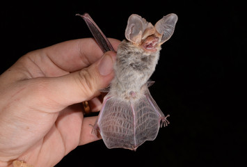 The Brazilian Bat,  tropical big-eared brown bat (Histiotus velatus), is a bat species from South America. It is found in Bolivia, Peru, Argentina, Brazil and Paraguay.