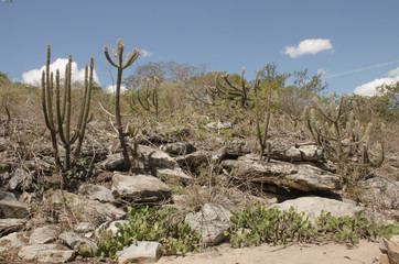 Caatinga is a type of desert vegetation, and an ecoregion characterized by this vegetation in interior northeastern Brazil. Cereus jamacaru, known as mandacaru  is a cactus common in this vegetation. 