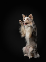 the dog waves paws. Funny border collie on a black background in the studio