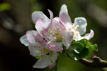 Fototapeta na wymiar Detail of the Apple Tree Flower