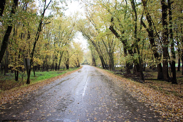 Fototapeta na wymiar Country road in the fall