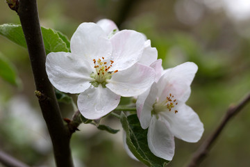 Fototapeta na wymiar Detail of the Apple Tree Flower