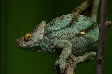 Fototapeta premium chameleon on a branch