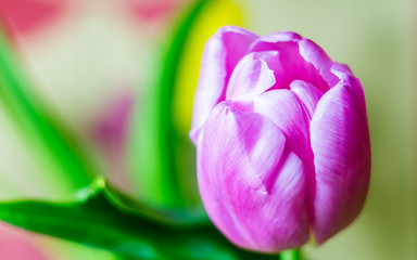 pink tulip closeup