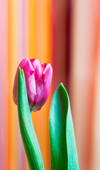 tulip on a red background