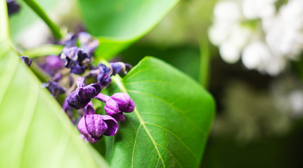 blue and purple flowers