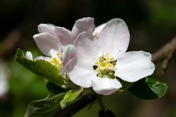 Detail of the Apple Tree Flower