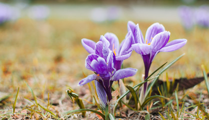 purple crocus flowers