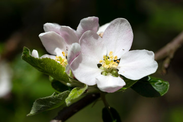 Detail of the Apple Tree Flower