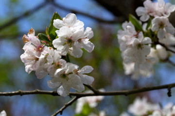 Obraz premium Detail of the Apple Tree Flower