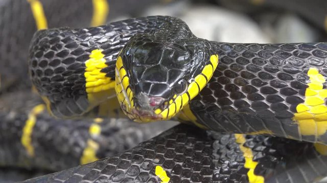 Yellow and Black Mangrove snake - Boiga dendrophila, 4k