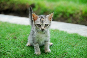 Naklejka na ściany i meble Cute domestic kittens learn to walk on green grass