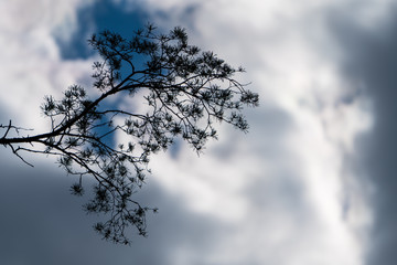 Ast eines Baumes mit Himmel