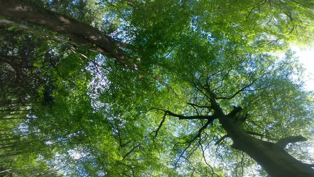 Looking up and around at beech trees with a wide angle lens in a forest during a slight breeze