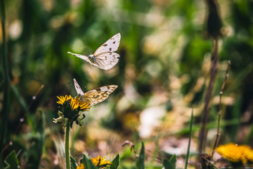 butterfly on a flower & flying butterfly 