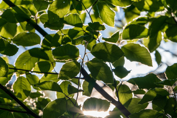 Sonne die durch den Bl&auml;tterwald scheint
