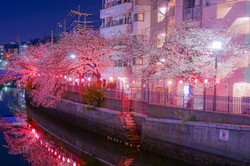 大岡川プロブナードの夜桜