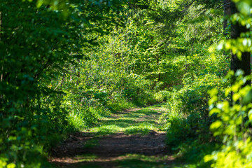 Rad und Wanderweg im Wald