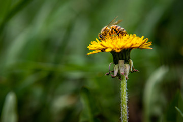 bee on a dandelion