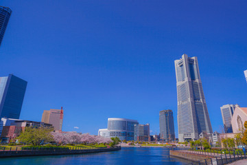 Fototapeta premium 満開の桜と横浜みなとみらいの街並み