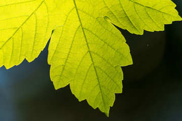 Blattstruktur Spitzahorn