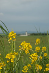 春の草原　菜の花咲く風景