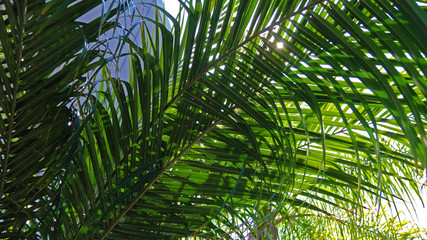 Fototapeta na wymiar Palm Tree Frond
