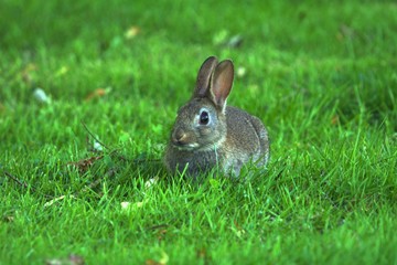 rabbit in the grass