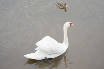 山中湖の白鳥のイメージ