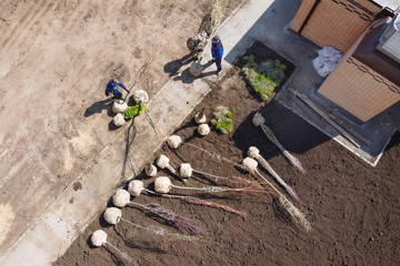 Seedlings of deciduous trees and shrubs with packed roots lie on loosened soil for planting in alley in the courtyard of apartment building on sunny day, top view from height