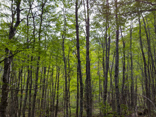 Naklejka premium trees covering the trekking path