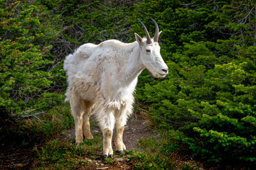 Obraz na płótnie Canvas 0000266_Mountain Goat at Glacier National Park, Montana_2387