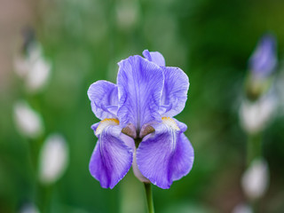 Closeup iris flower outdoors, blue iris flower in the garden
